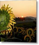 Here Comes The Sun Metal Print