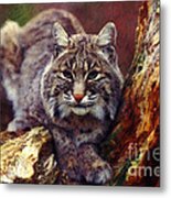 Here Kitty Kitty Metal Print