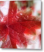 Back Lit Beauty Red Leaf Metal Print