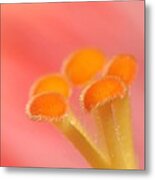 Hibiscus Center Macro Metal Print