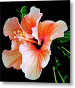 Hibiscus Spectacular Metal Print