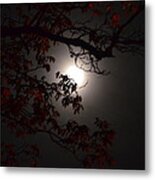 Hickory By Moonlight Metal Print