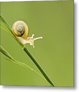 High Speed Snail Metal Print