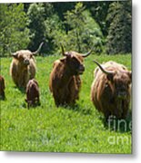 Highland Cows And Calves - Glenlivet - Scotland Metal Print
