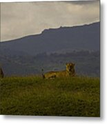 Hillside Lions Metal Print