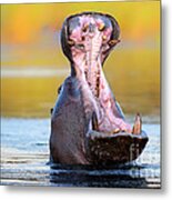Hippopotamus Displaying Aggressive Behavior Metal Print