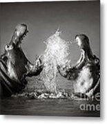 Hippo's Fighting Metal Print