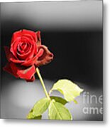 Hiroshima Rose Metal Print