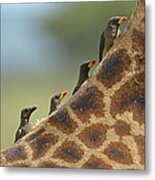 Hitching A Ride Metal Print