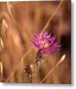 Holy Land Flora 4 Metal Print