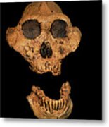 Hominid Skull (paranthropus Boisei) Metal Print