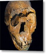 Homo Ergaster Nariokotome Boy Skull Metal Print