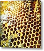 Honey Honey Metal Print