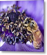 Honeybee And Anemone Metal Print