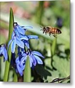 Honeybee In Flight Metal Print