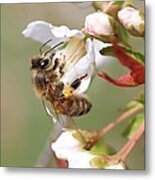 Honeybee On Cherry Blossom Metal Print