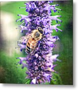 Honeybee On Hyssop Metal Print