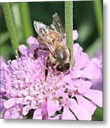 Honeybee On Pincushion Metal Print