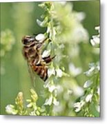 Honeybee On Sweet Clover Metal Print