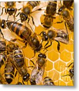 Honeybee Workers And Queen Metal Print