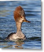 Hooded Merganser Metal Print