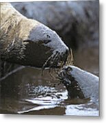 Hookers Sea Lion Pups Playing In Peat Metal Print