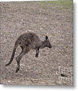 Hop Metal Print