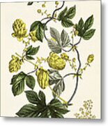 Hop Vine From The Young Landsman Metal Print