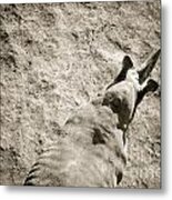 Horn Nose From Above Metal Print