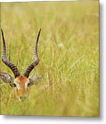 Horns Metal Print