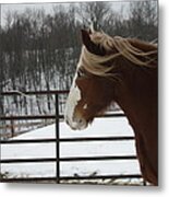 Horse 09 Metal Print