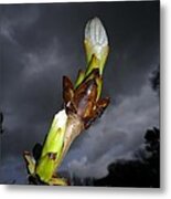 Horse Chestnut Bud With Dark Stormy Sky Metal Print