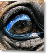 Horse Eye Metal Print