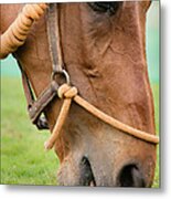 Horse Grazing Metal Print