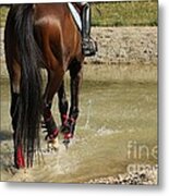 Horse In Water Metal Print