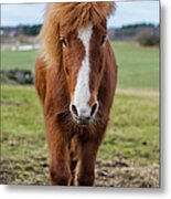 Horse Portrait Metal Print