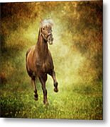 Horse Running Free In Meadow Metal Print