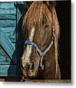 Horse Metal Print