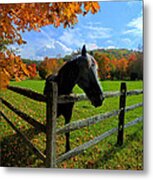 Horse Under Tree By Fence Metal Print