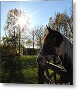 Horse With Sunburst Metal Print