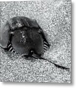 Horseshoe Crab In Black And White Metal Print