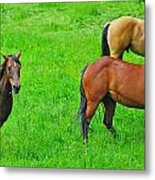 Horsing Around Metal Print