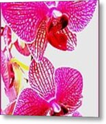 Hot Pink Orchids Metal Print