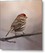 House Finch In January Metal Print