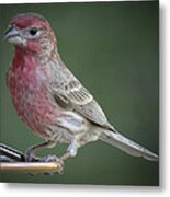 House Finch Metal Print