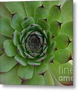 Houseleek Sempervivum Metal Print