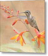 Hovering In The Crocosmia Metal Print