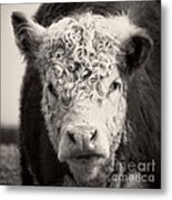 How Now Brown Cow Square Format Metal Print
