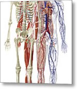 Human Body Systems, Illustration Metal Print