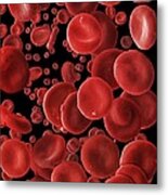Human Red Blood Cells, Sem Metal Print